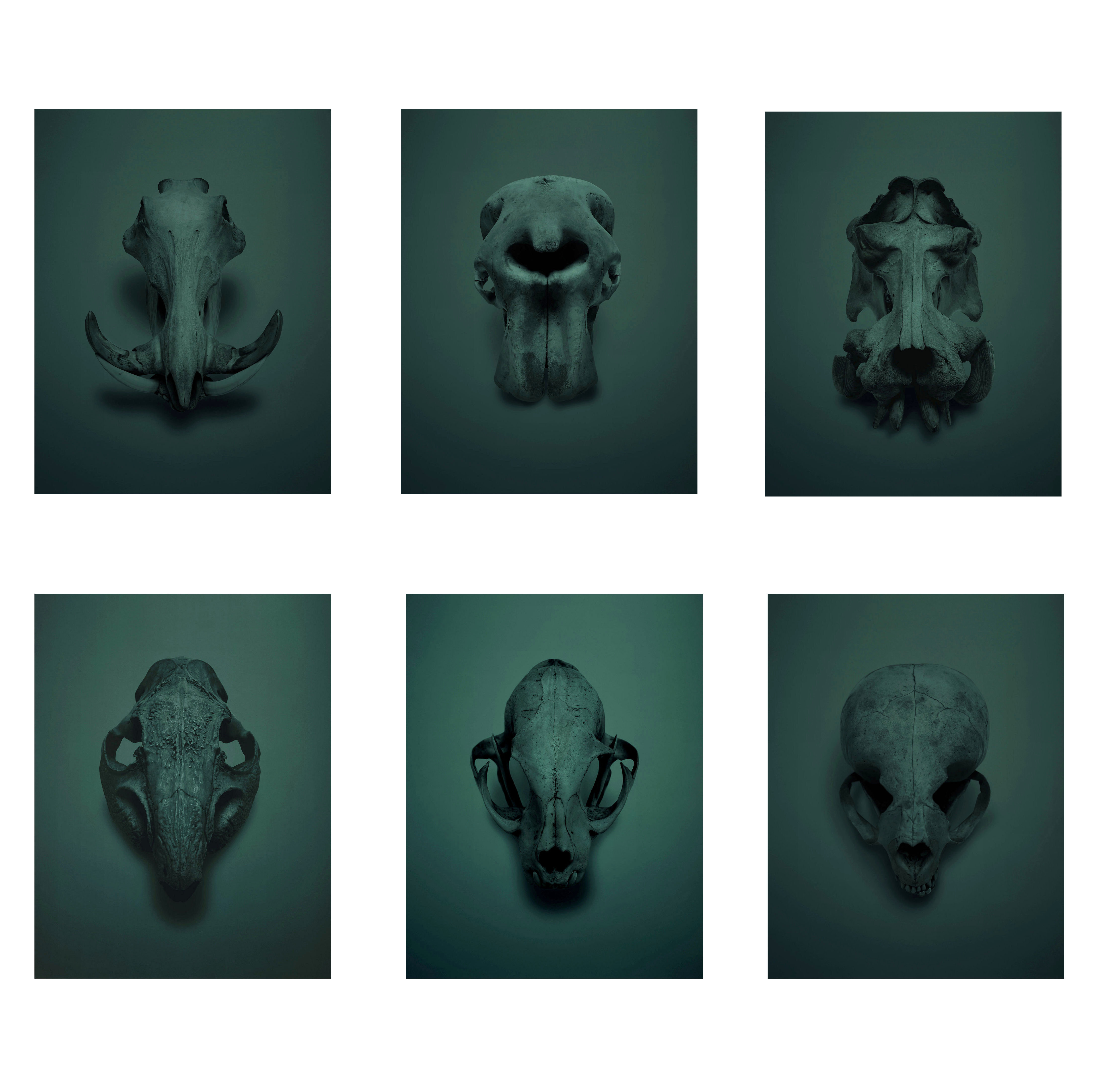 A RARE SET OF SIX FRAMED PHOTOGRAPHS: THE 'SKULLS' SERIES BY